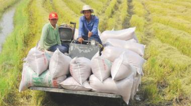 GẠO VIỆT NAM SANG SENEGAL TĂNG 215%