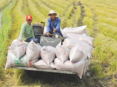 GẠO VIỆT NAM SANG SENEGAL TĂNG 215%